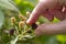 Hand Picking Wild Blackberry