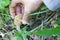 Hand picking wild morel mushroom on forest floor (foraging)