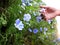 Hand Picking Wildflowers