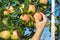 Hand picking yellow apple in a tree