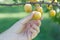Hand picking yellow plum from the tree
