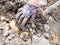 Hand picks up ripe potatoes dug with shovel