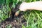 Hand picks up ripe red carrot from garden bed