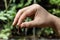 Hand pinch clump of red wrigglers earthworms against plants at background. They are used in vermicomposting to improve