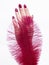 Hand with pink manicure and beautiful feather