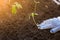 Hand planted seedlings of vegetables in the ground 1