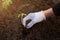 Hand planted seedlings of vegetables in the ground