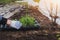 hand planted seedlings of vegetables in the ground in the open