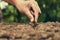 hand planting bean seed in the vegetable garden and light warm. agriculture