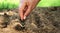 hand planting bean seed in the vegetable garden and light warm. agriculture concept