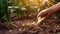 hand planting corn seed of marrow in the vegetable garden with sunshine