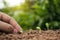 Hand planting plants in the ground and trees planting in the soil in order of germination, plant growth