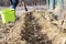 Hand planting potatoes in digged trench on the farm in the spring