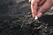 hand planting pumpkin seed in the vegetable garden and light warm. agriculture