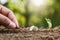 hand planting sprout in garden