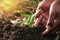 hand planting sprout in soil