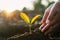 hand planting sprout into soil with sunset