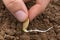 Hand planting sprouted seed in the garden, closeup