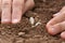 Hand planting sprouted seed of marrow in the garden