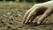 A hand is planting three small plants in the dirt