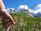 Hand on plants on mountain background