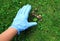 Hand with plastic blue gloves gathering cleaning dog poo exctrements