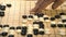 Hand playing black and white stone pieces on Chinese Go or Weiqi game board. Indoor activity with artificial light.