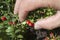 Hand pluck cranberries