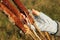 Hand plucking out fluffy seeds of a cattail