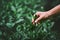 A hand plucking tea leaf