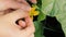 Hand pollinating a cantaloupe blossom by rubbing the pollen holding stamen