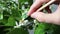 Hand pollination indoor calamondin citrus plant.