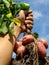 Hand with potato plant