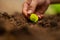 Hand of professional farmer checking vegetable leaf