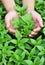 Hand protect basil plant