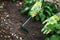 Hand in protective glove holds gardening tool and loosens ground around green plant, taking care and cultivating garden plants