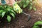Hand in protective glove holds gardening tool and loosens ground around green plant, taking care and cultivating garden plants.