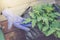 Hand in protective glove touches plants tomato/tomato planting in the ground using protective gloves