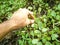 hand pulling grass weed out of garden