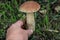 Hand pulls out a young boletus, close-up