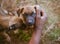 Hand, puppy and young dogs in a nature park bonding, embrace and relaxing with a person outdoors in Africa. Pets, trust