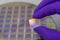 Hand in purple color glove holding microchip photo sensor matrix. On the background is diced silicon wafer with