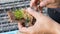 hand put young tissue culture plant on wood board