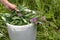 Hand putting willow-herb (Ivan-tea) in the bucket