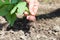 Hand and radish.