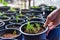 Hand raised pots, seedlings After breeding