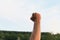 Hand raised up with a clenched fist against a blurred park background. The main symbol of protests