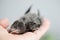 Hand Raised Young Swifts