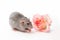 Hand rat, dumbo rat, pets on a white background, a very cute little rat, a rat next to a rose