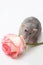 Hand rat, dumbo rat, pets on a white background, a very cute rat, a rat has a rose